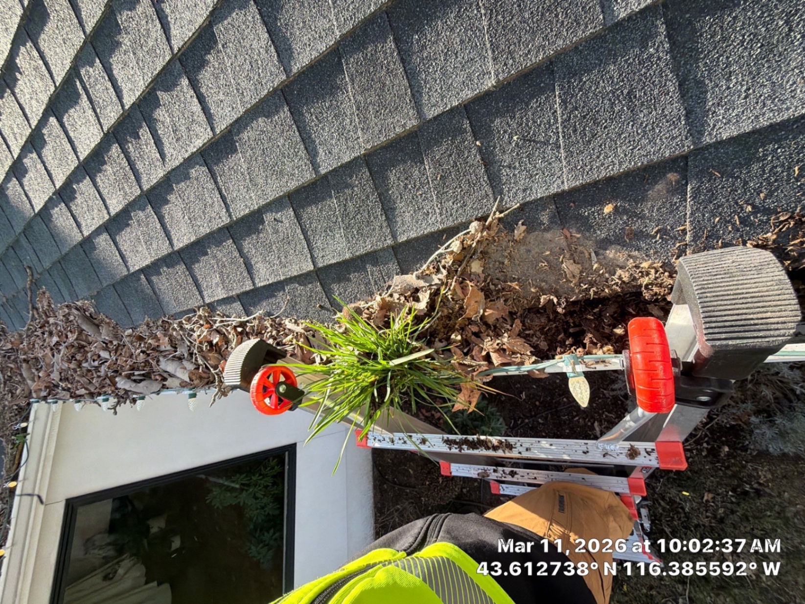 Heavy leaf and grass debris removed from clogged gutters during professional gutter cleaning